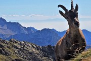 PIZZO FARNO (2506 m) ad anello Baite di Mezzeno il 6 sett. 2016 - FOTOGALLERY